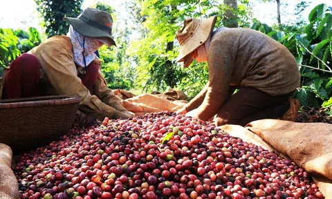 Xuất khẩu cà phê của Việt Nam tiếp tục tăng cả về lượng và giá trị
