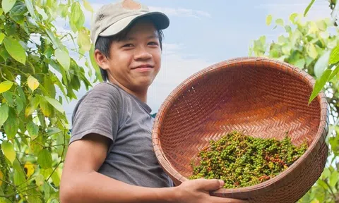 Giá nông sản 10/9: Hồ tiêu tăng 43% sau 8 tháng, lúa gạo biến động trái chiều